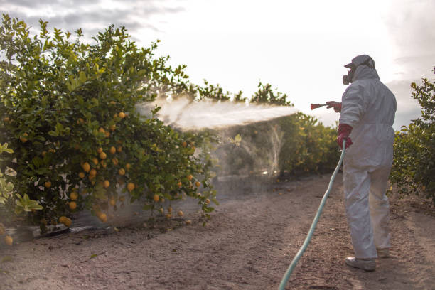 Best Wasp Removal Services  in Velva, ND