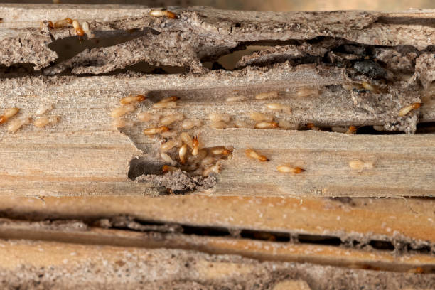 Best Flea Control Services  in Velva, ND