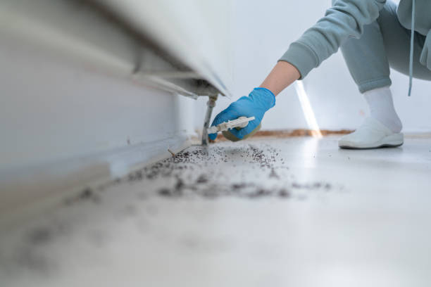 Best Local Pest Control Services  in Velva, ND
